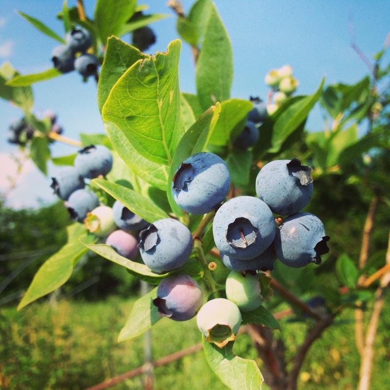 Agriturismo Fruttirossi Trofarello Luaran gambar